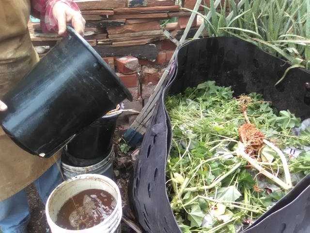 Adding soaked brown materials to compost bin over green materials.